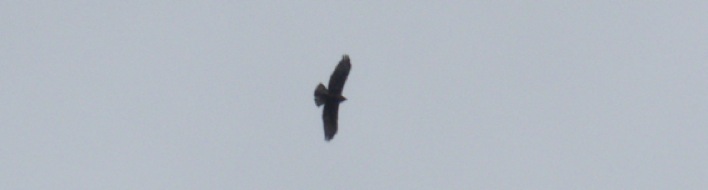 Identificazione rapace